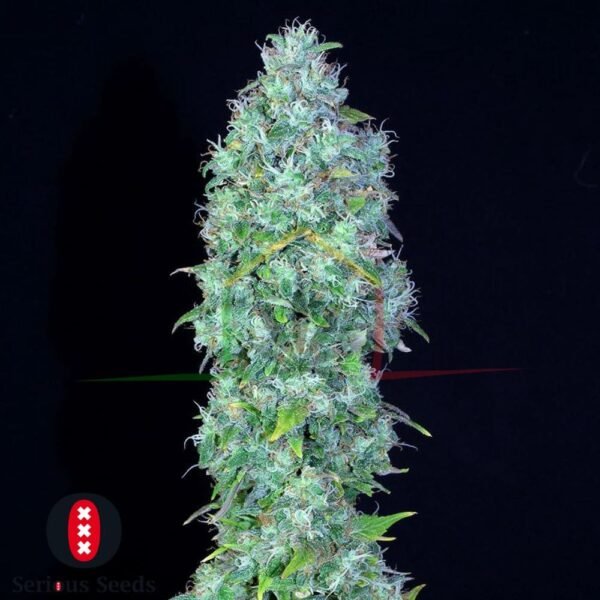 Serious Happiness Regular - Serious Seeds