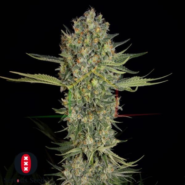 Serious Kush - Serious Seeds