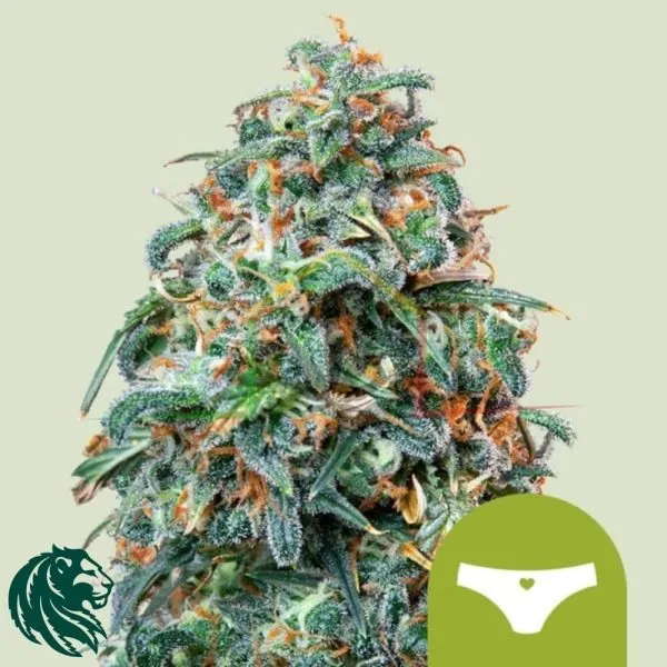 Automatic - Royal Queen Seeds