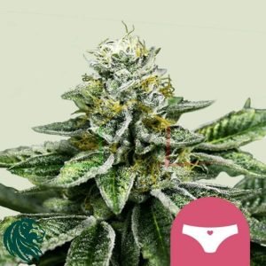 Sherbet Queen - Royal Queen Seeds
