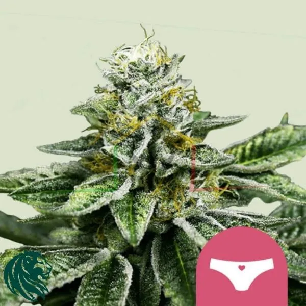 Sherbet Queen - Royal Queen Seeds
