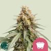 Shining Silver Haze - Royal Queen Seeds