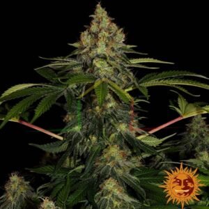 Shiskaberry - Barney's Farm