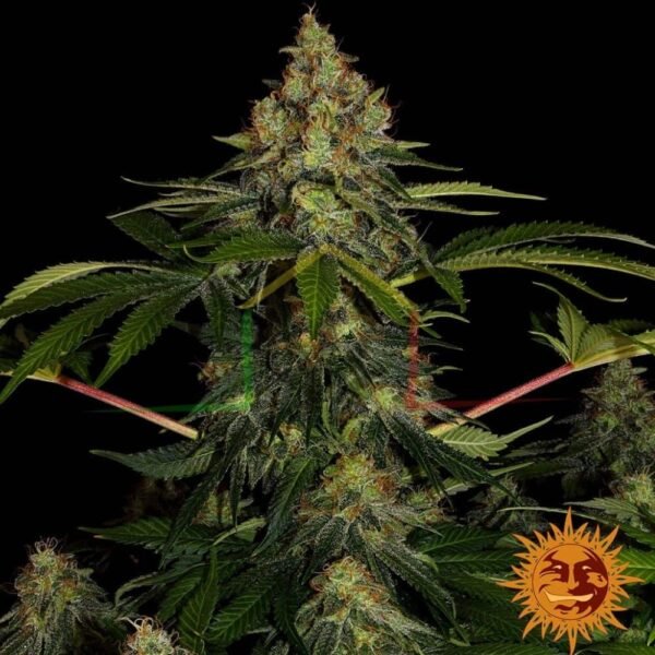 Shiskaberry - Barney's Farm
