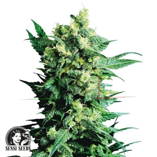 Shiva Shanti II regular - Sensi Seeds