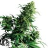 Shiva Shanti regular - Sensi Seeds