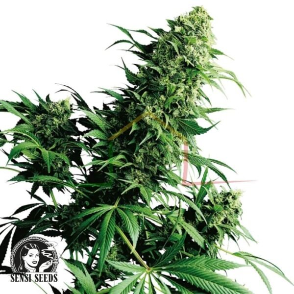 Shiva Shanti regular - Sensi Seeds