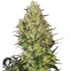 Shiva Skunk regular - Sensi Seeds