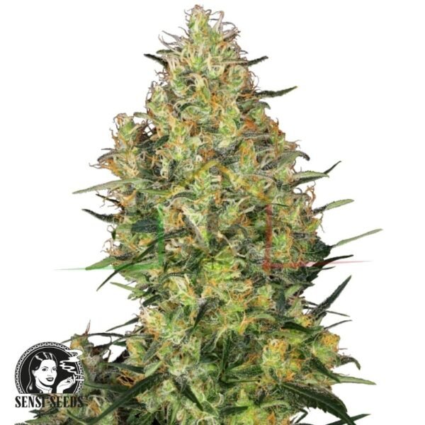 Shiva Skunk - Sensi Seeds