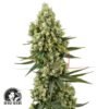 Silver Fire - Sensi Seeds