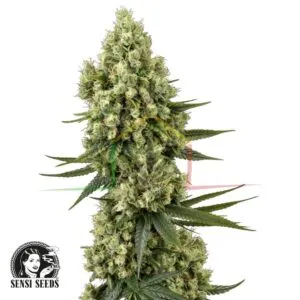 Silver Fire - Sensi Seeds