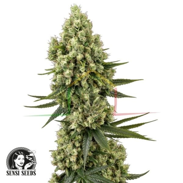Silver Fire - Sensi Seeds