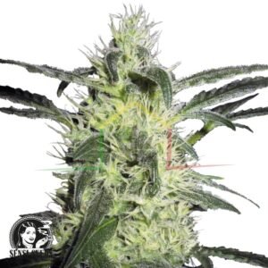 Silver Haze regular - Sensi Seeds