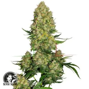 Skunk #1 Automatic - Sensi Seeds
