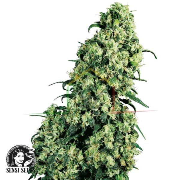 Skunk #1 de Sensi Seeds