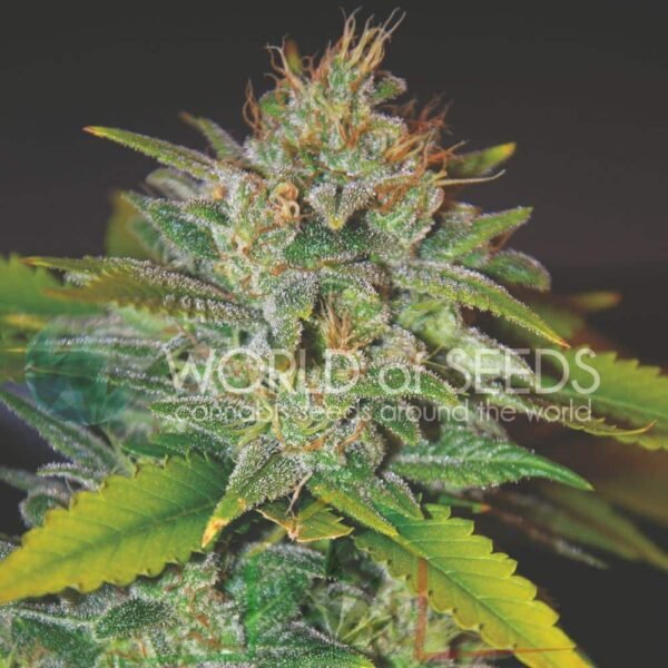 Skunk 47 - World of Seeds