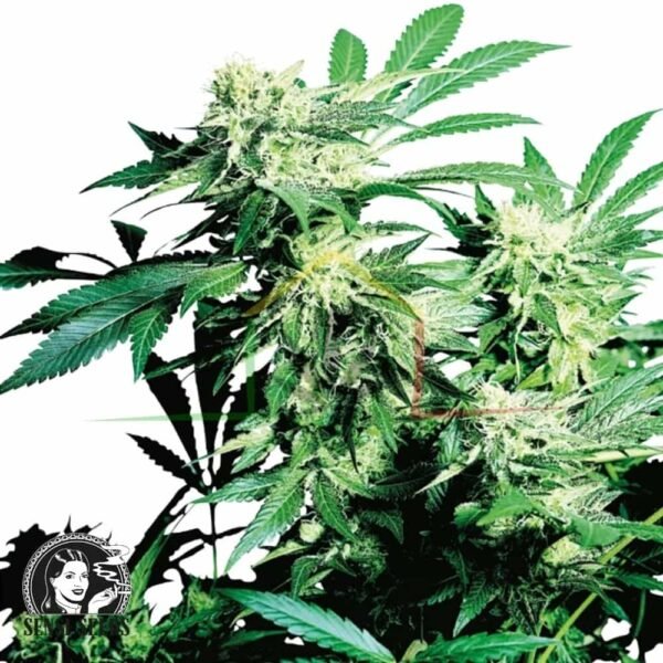 Skunk Kush - Sensi Seeds