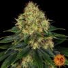 Skywalker OG Auto - Barney's Farm
