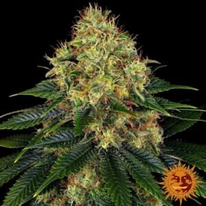 Skywalker OG Auto - Barney's Farm