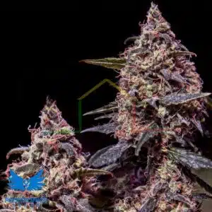 Somango #47 - Positronics Seeds