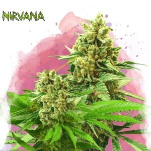 Somango XXL - Nirvana Seeds