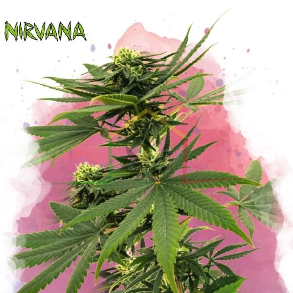 Sour Diesel - Nirvana Seeds