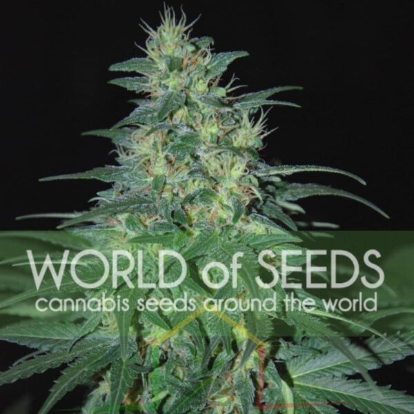 South African Kwazulu - World Of Seeds