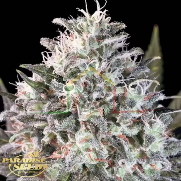Space Cookies - Paradise Seeds