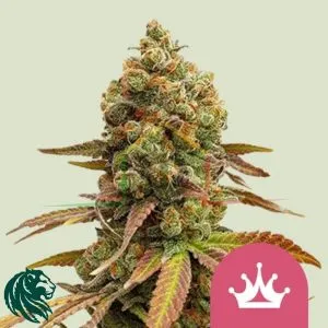 Special Queen #1 - Royal Queen Seeds