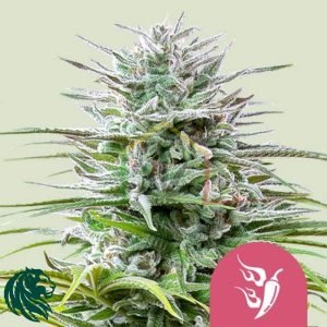Speedy Chile Fast Flowering - Royal Queen Seeds