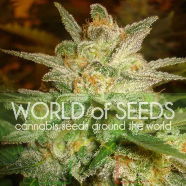 Star 47 - World of Seeds