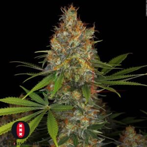 Strawberry AK - Serious Seeds