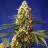 Strawberry Banana Gelato XL Auto - Sweet Seeds