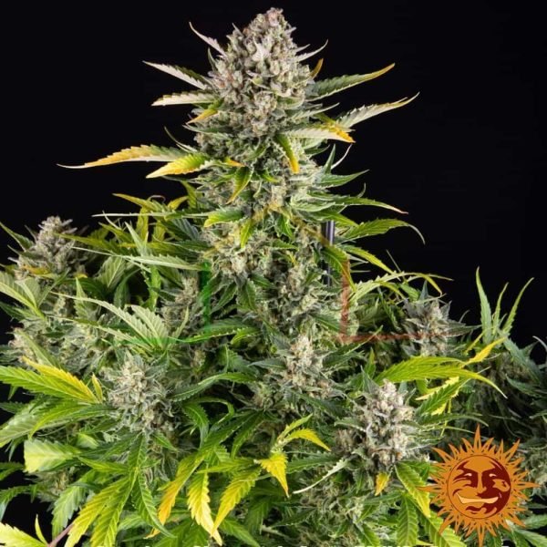 Strawberry Cheesecake Auto - Barney's Farm