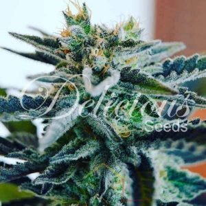 Sugar Black Rose Delicious Seeds