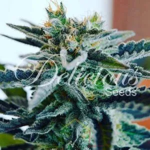 Sugar Black Rose Delicious Seeds