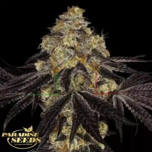 Sunset Paradise - Paradise Seeds