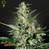 Super Critical Auto - Green House