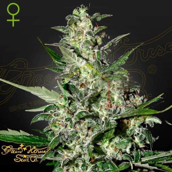 Super Critical Auto - Green House