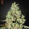 Super Critical - Green House Seeds