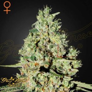 Super Critical - Green House Seeds