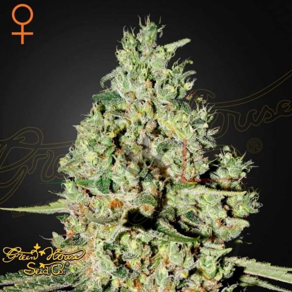 Super Critical - Green House Seeds
