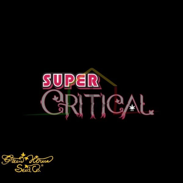 Super Critical - Green House Seeds
