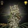 Super Lemon Haze - Green House Seeds