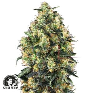 Super Skunk Auto - Sensi Seeds
