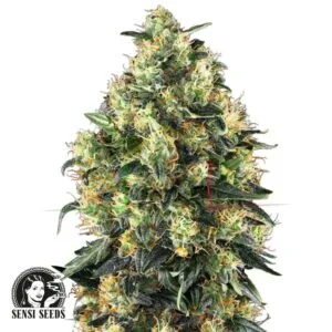 Super Skunk Auto - Sensi Seeds
