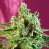 S.A.D Sweet Afghani Delicious CBD - Sweet Seeds