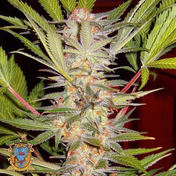 S.A.D. S.1 (Sweet Afghani Delicious) - Sweet Seeds