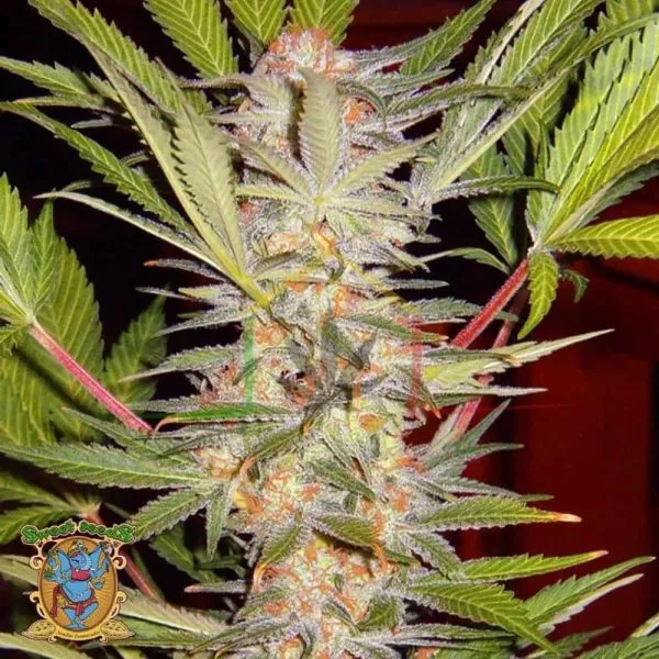 S.A.D. S.1 (Sweet Afghani Delicious) - Sweet Seeds