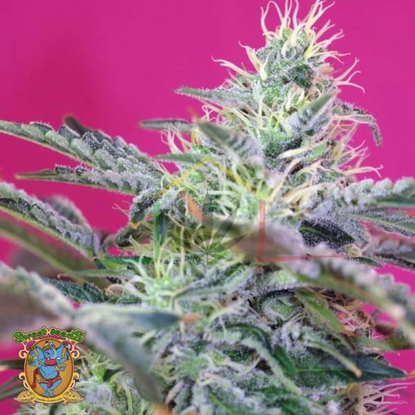 Sweet Cheese Auto - Sweet Seeds